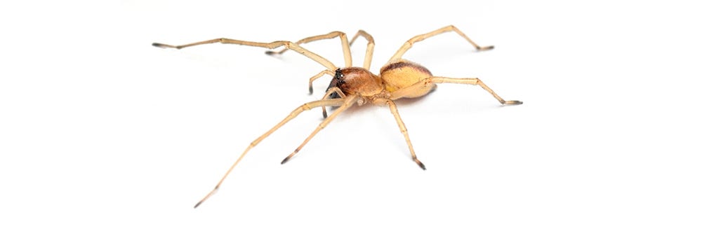 yellow sac spider