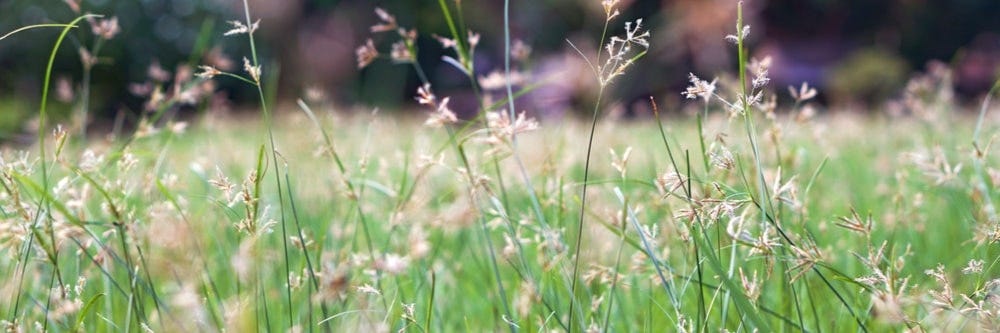 Yellow Nutsedge identification image