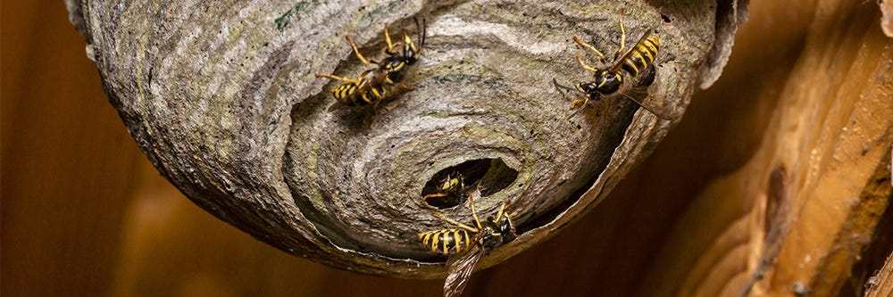 yellowjacket nest