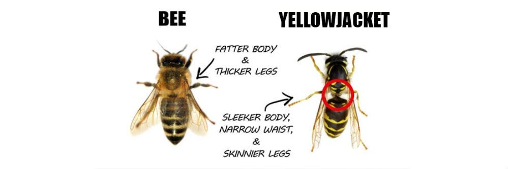 Yellowjacket and Bee Comparison