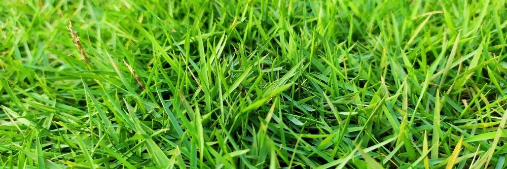 Zoysia grass in a yard