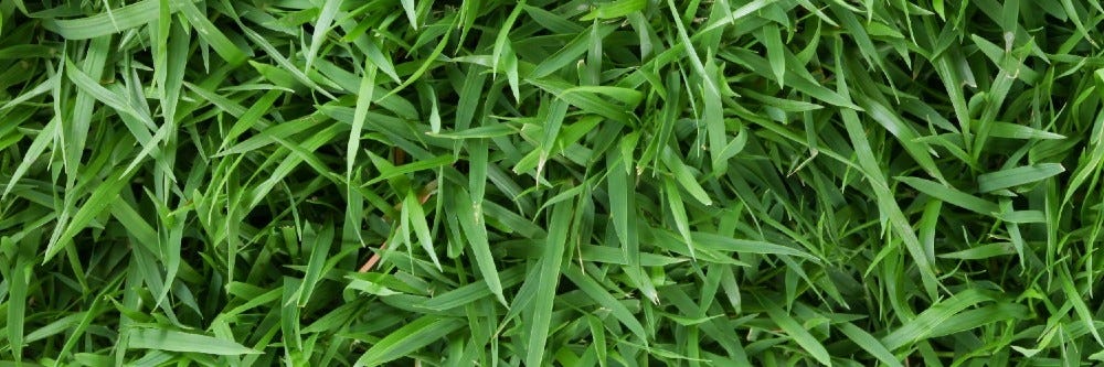 Zoysia Grass