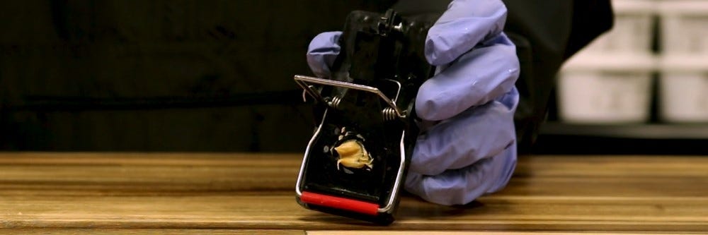 Mouse Trap
