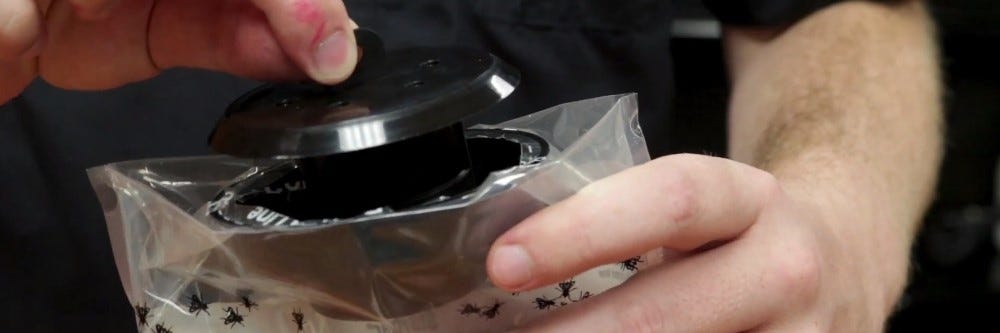 Using Fly Relief Fly Trap