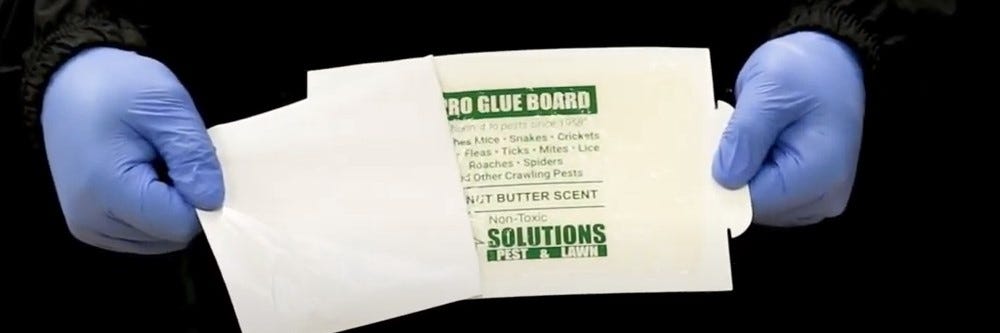 Opening Pro Glue Board with Glove Covered Hand
