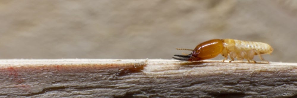 Termite on wood that needs Jecta Treatment