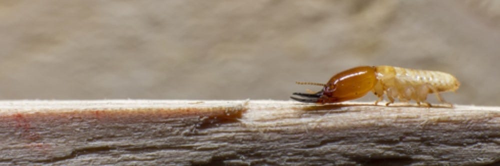 Termite drilling