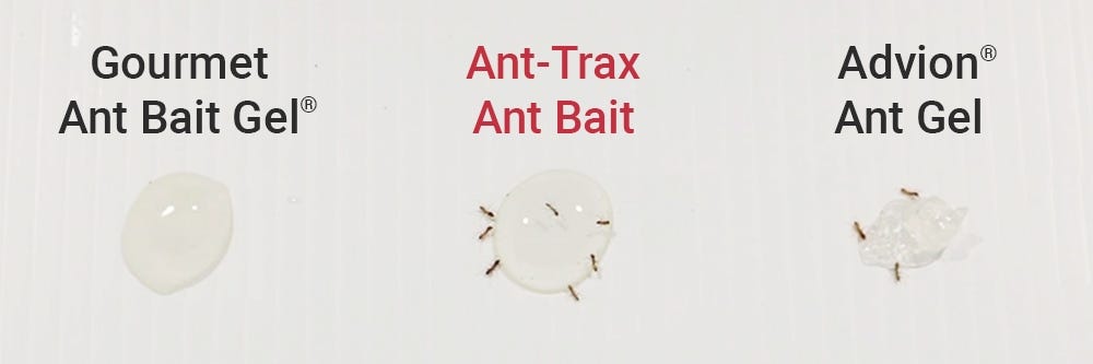 Ant Gel Bait Test - Ants Feeding On Ant-Trax