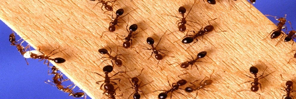 Ants infestation