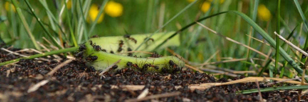 InTice Border Patrol Station