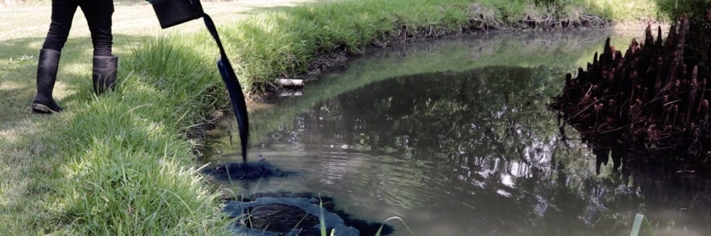 Pouring Black Pond Dye Into Pond