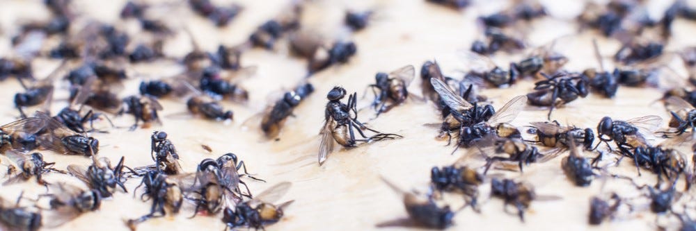 Dead flies that have been trapped