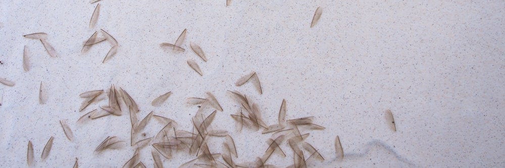 discarded termite wings