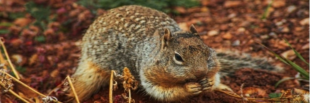 Get Rid of Squirrels - Wilco Ground Squirrel Bait