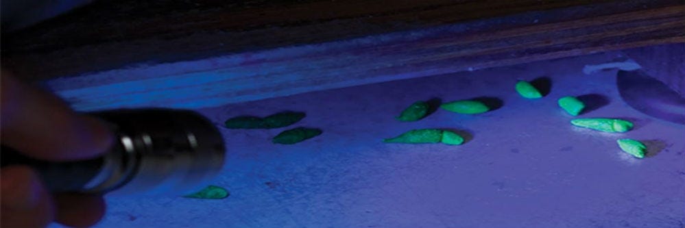 Lumitrack glowing droppings