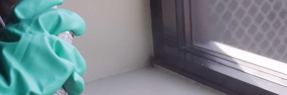 Spraying Paper Wasp with Pyrid Spraying Pyrid in Pantry where Wasp landed