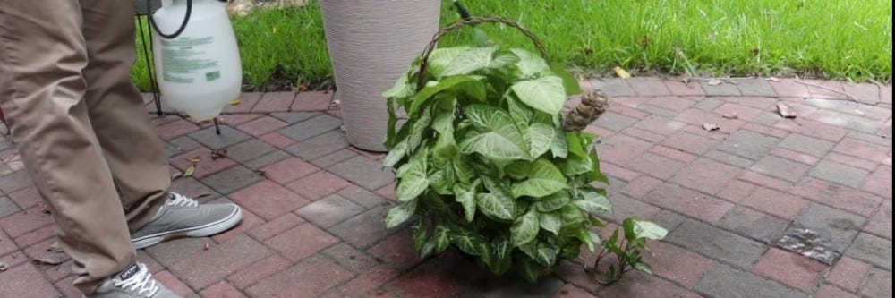 Reclaim on potted Plants