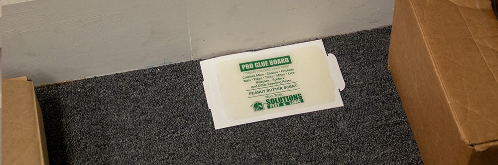 Placement of Solutions glue trap
