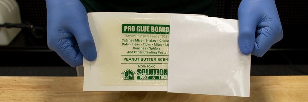 Peeling Protective Paper from Mouse Glue Board Peeling Protective Paper from Mouse Glue Board