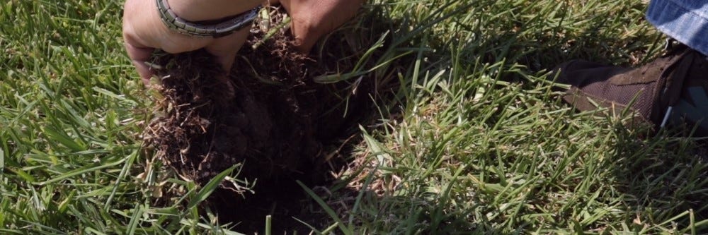 turf pest soil inspect